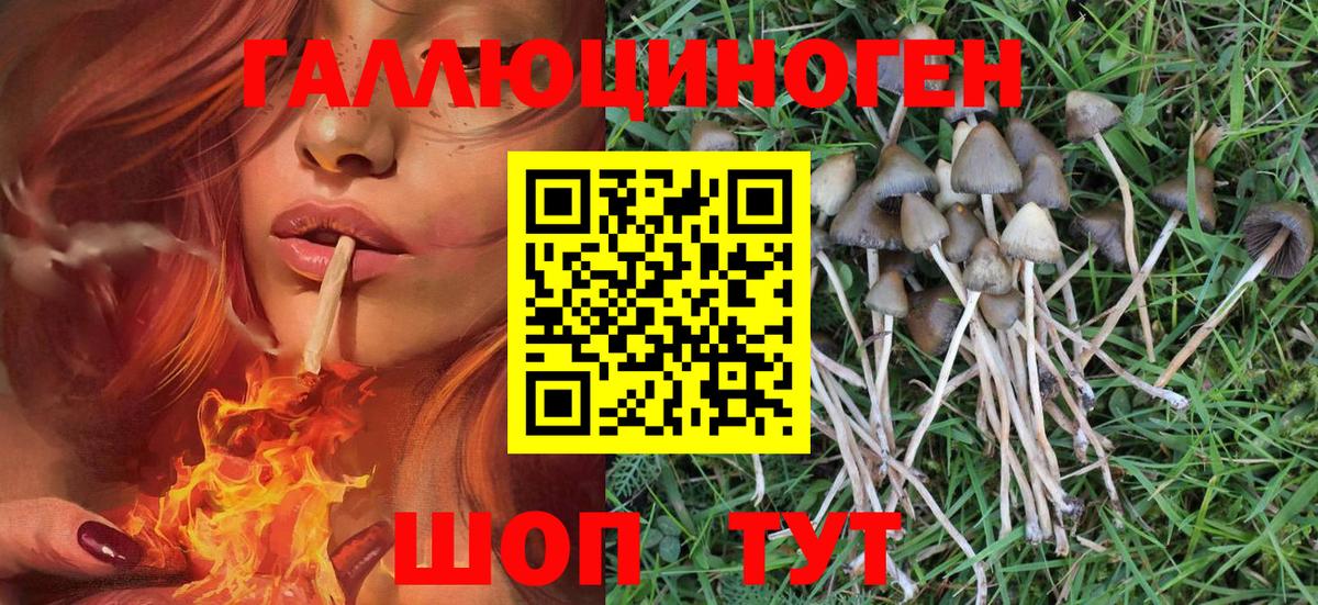 Галлюциногенные грибы Psilocybe Городец